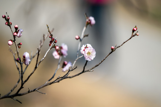 南京梅花山梅花