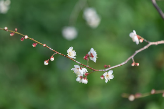 南京梅花山梅花