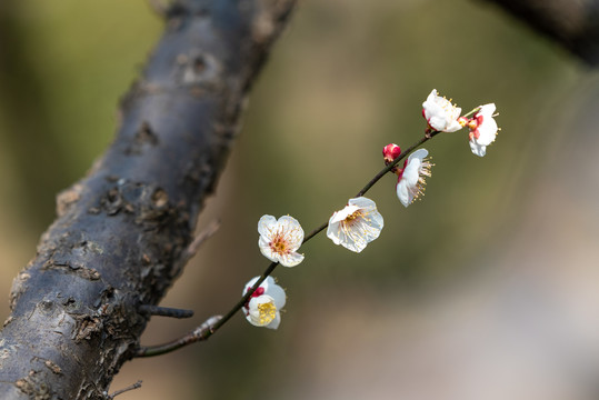 南京梅花山梅花