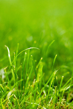 春天户外绿色草地草坪发芽