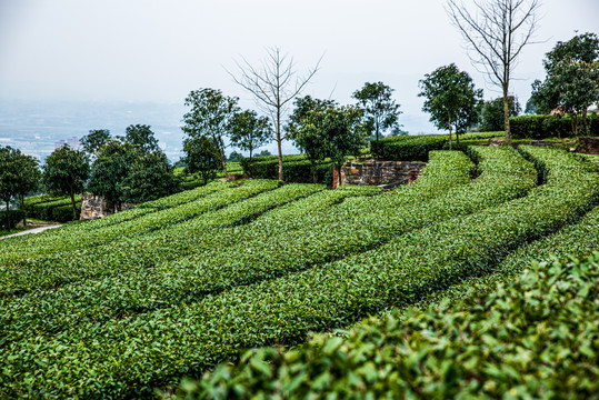 重庆市永川茶园春色