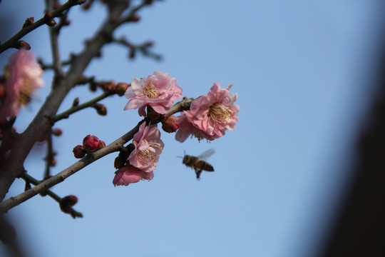 盛开的梅花