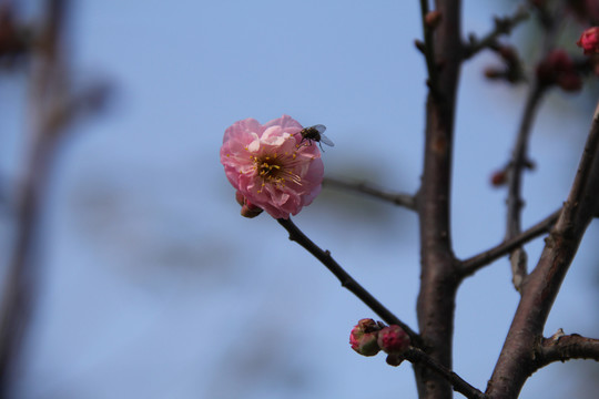 盛开的梅花