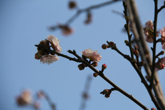 盛开的梅花