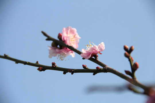 盛开的梅花