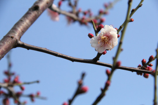 盛开的梅花