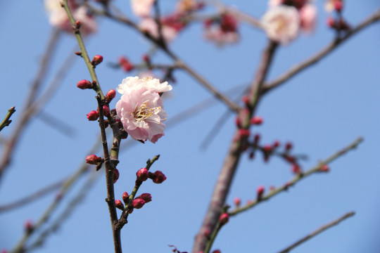 盛开的梅花