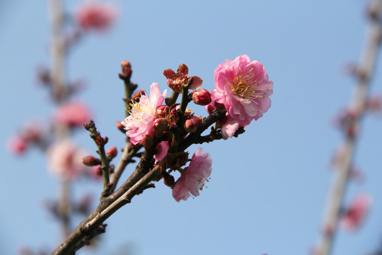 盛开的梅花