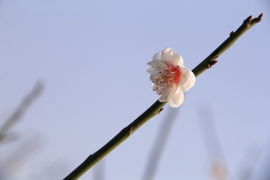 盛开的梅花