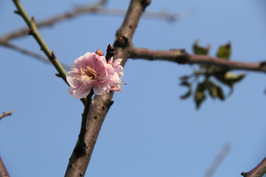 盛开的梅花