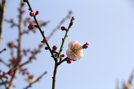 盛开的梅花