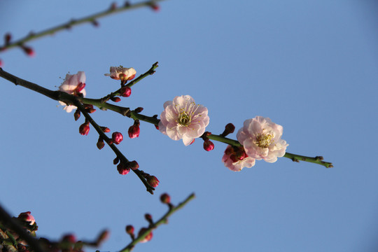 盛开的梅花