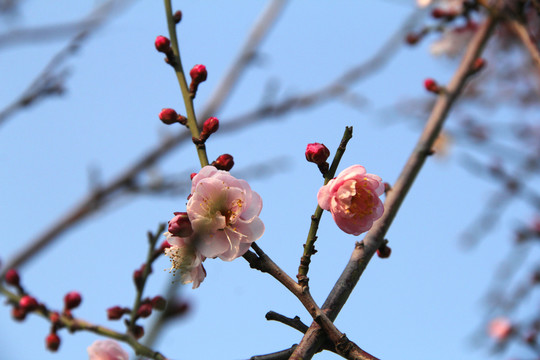 盛开的梅花