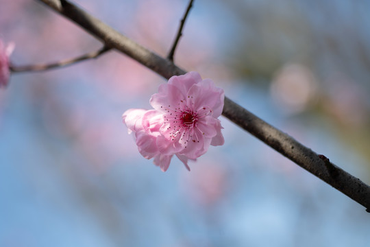 桃花盛开微距细节摄影图