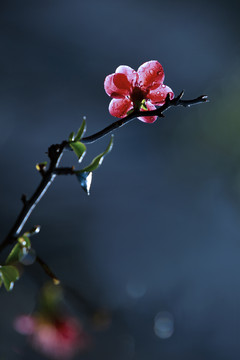 贴梗海棠花