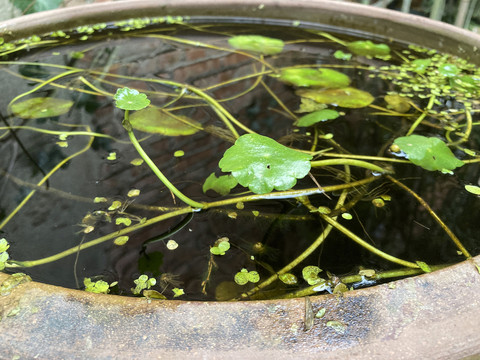 水缸里的金钱草