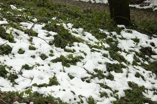 草地上的雪