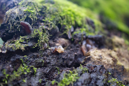 苔藓