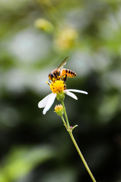 蜜蜂采蜜