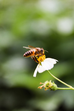 蜜蜂采蜜