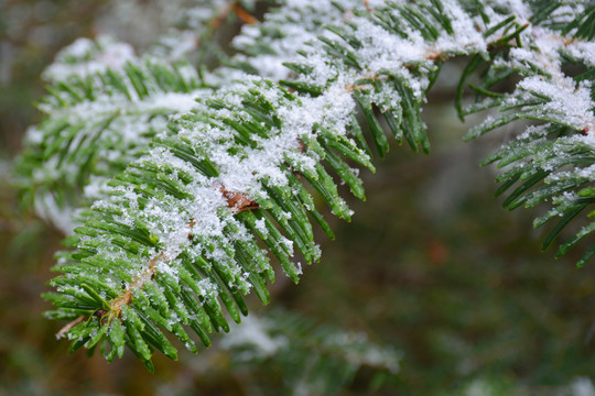 青藏高原木格措松树枝叶积雪