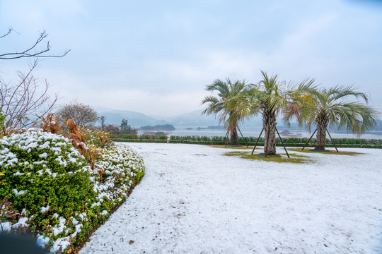 热带植物和雪景
