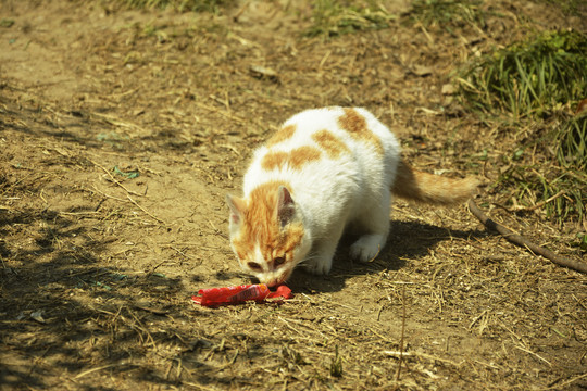 小奶猫吃食物