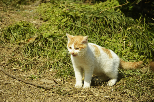 可爱的小猫