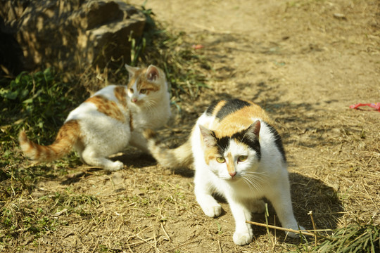 公园流浪猫