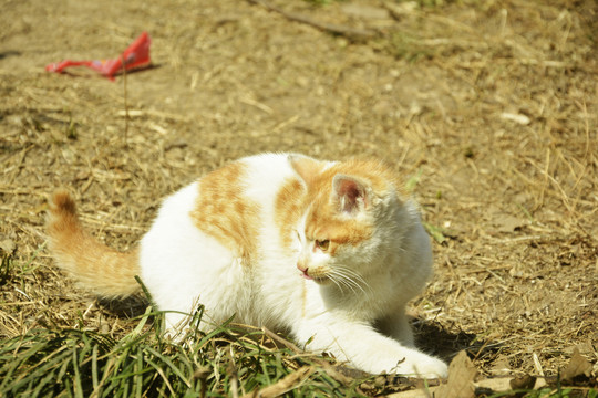 可爱小花猫