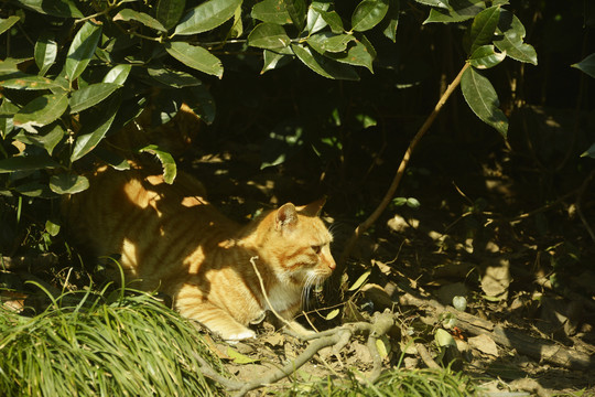 树下一只橘猫