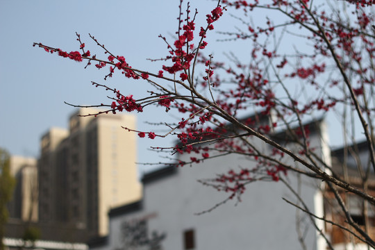 梅花和古建筑