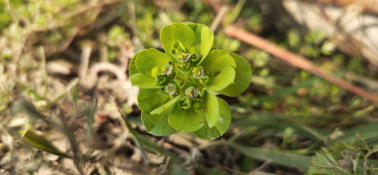 野草