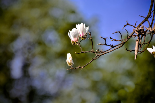 玉兰花