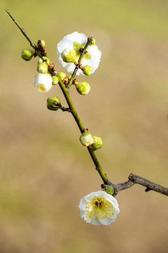 梅花