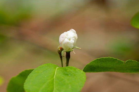 李子树开花