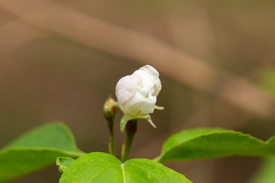 李子树开花