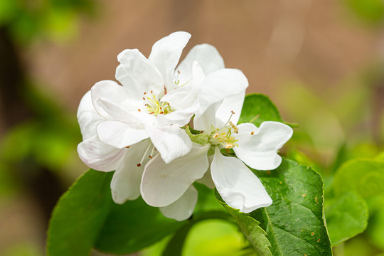 李子树开花