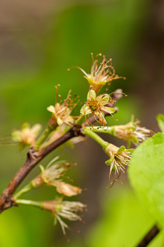 李子树开花