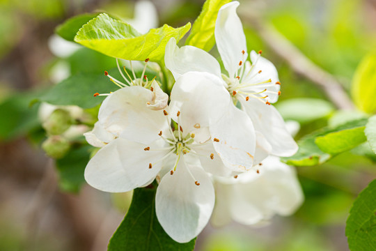 李子树开花