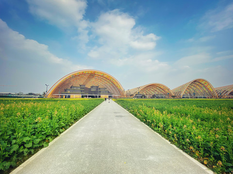 春天油菜花田园风景