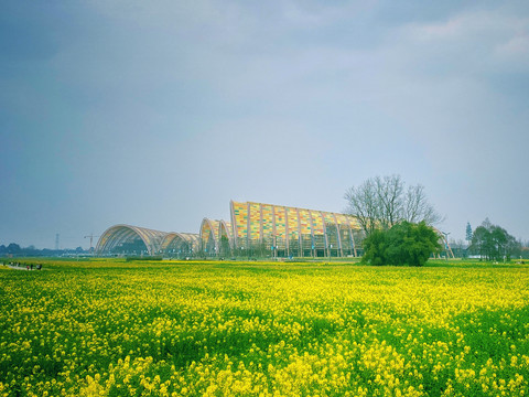 春天油菜花田园风景