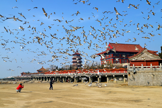 海鸥之乡