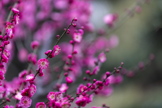 盛开的红色梅花图片