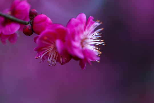 特写红梅花枝