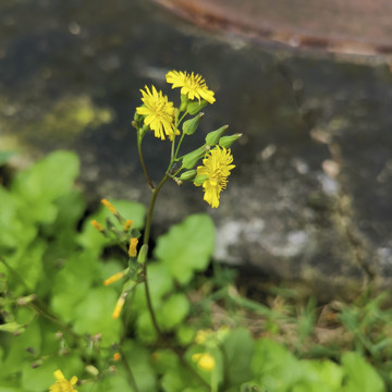 黄色小野花