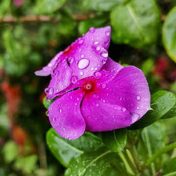 雨后玫瑰红色的日日红花