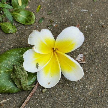 台风过后掉落的黄白色的鸡蛋花