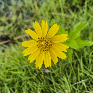 黄色的野生小菊花