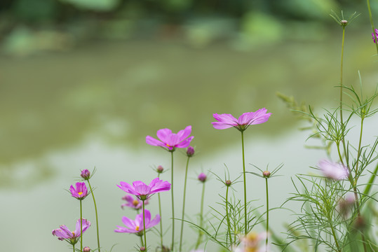 格桑花